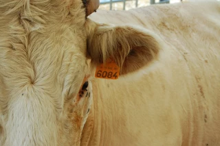 Bovins : boucles électroniques cherchent modèle économique