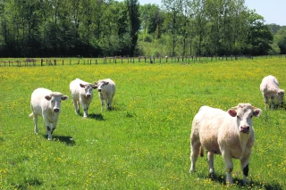 La FNGDS s’insurge contre un nouveau risque de discrédit sur la viande