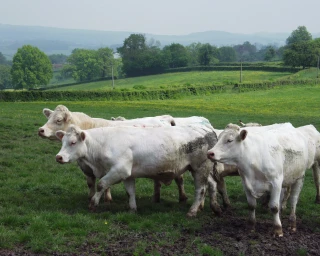 Nouvel appel à retenir ses bovins
