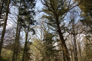 A ne rater sous aucun prétexte, Euroforest à Saint-Bonnet-de-Joux les 21, 22 et 23 juin