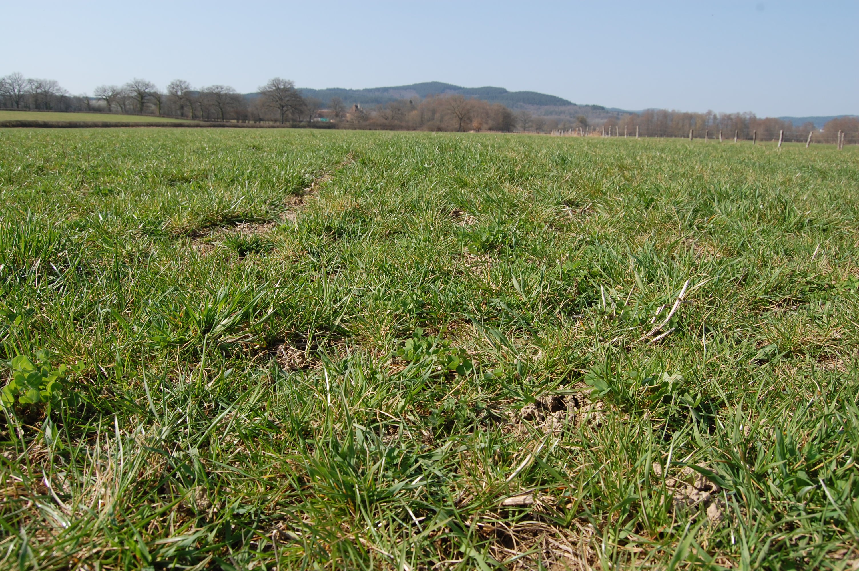 Rénover les prairies sans labour ni glyphosate