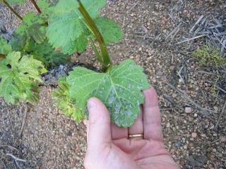 AgroSupDijon et d’autres viennent de lancer le nouveau MOOC Vine & Wine