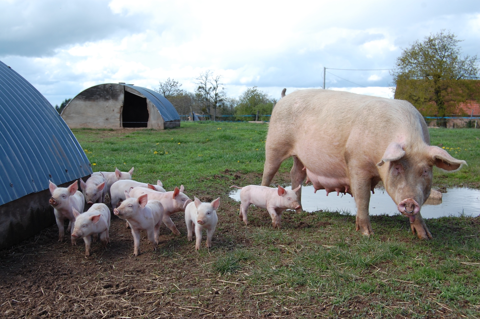 EXCLU WEB / Lidl finance un programme sur le bien-être porcin