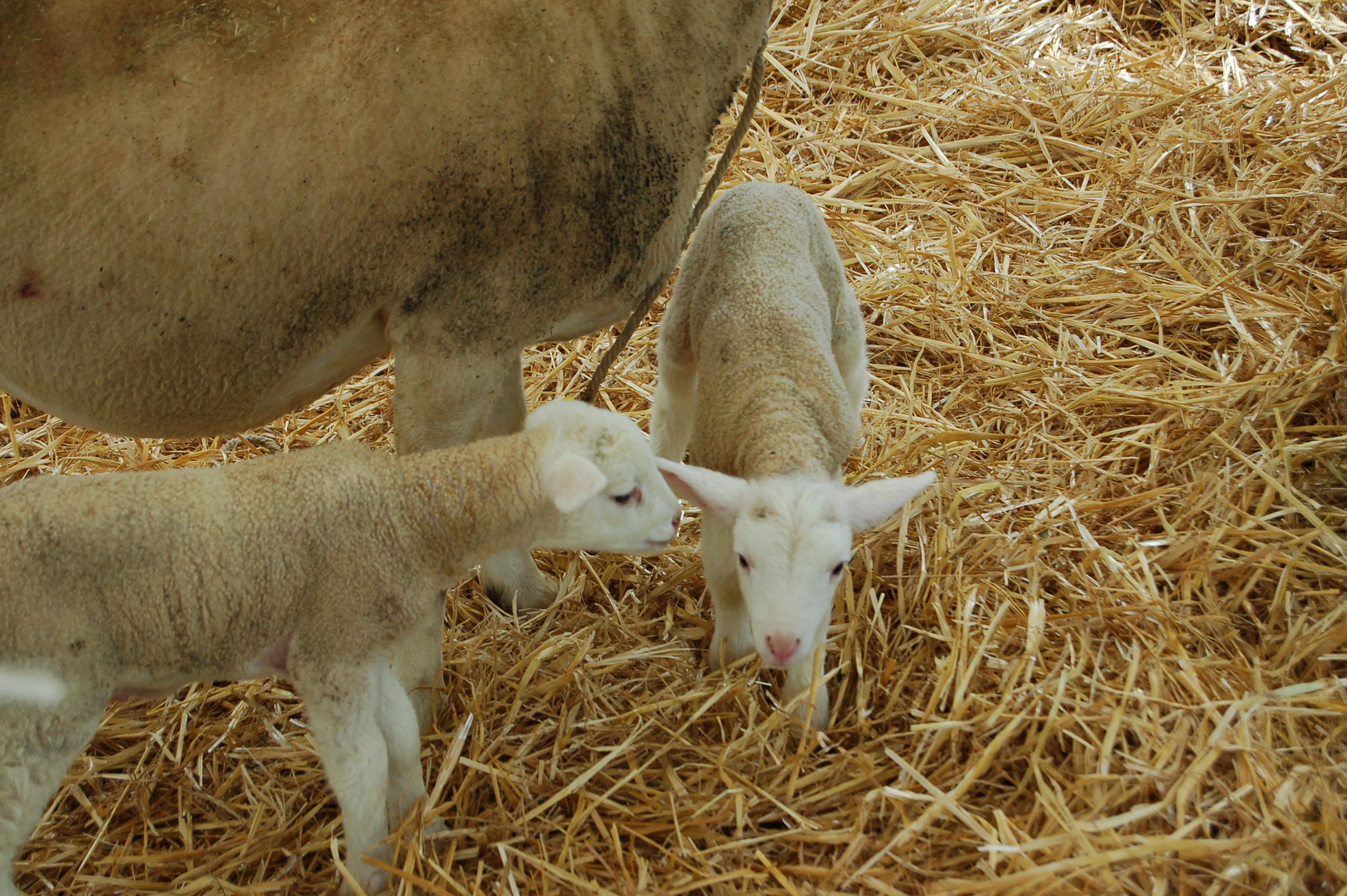 L’agneau à 10 €/kg à Pâques 2025 ?