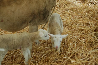 Campagne de communication pour sauver Pâques
