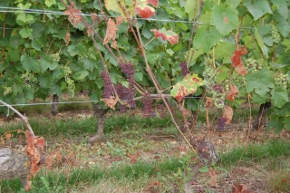 Vignes : neuf premiers lauréats pour le programme de recherche contre le dépérissement