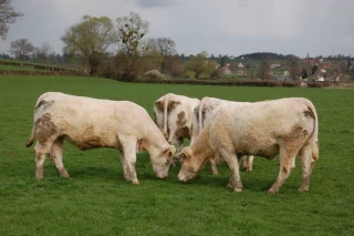 La filière élevage-viande déploie son « pacte sociétal »