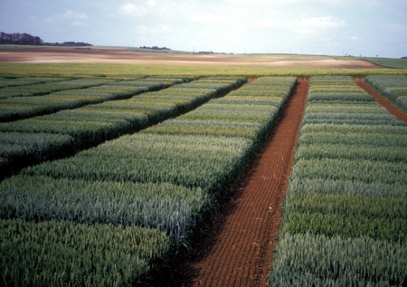 Taux de protéines : un levier pour une meilleure valorisation des blés régionaux