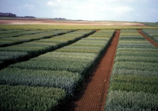 Taux de protéines : un levier pour une meilleure valorisation des blés régionaux