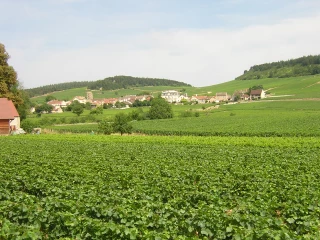 Le volet phyto du projet de loi Egalim retrouve des dispositions « vertes »