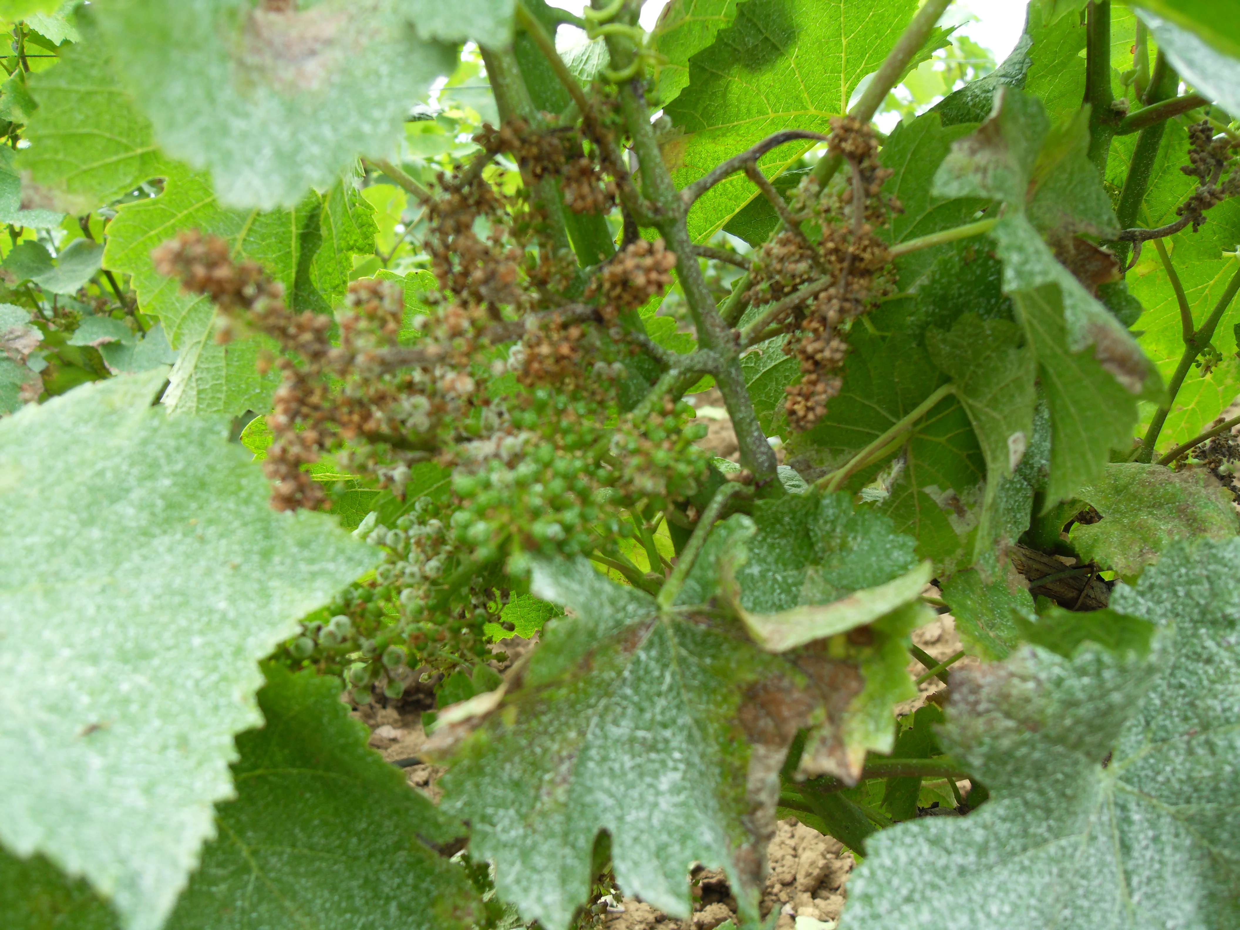 Santé de la vigne