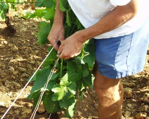 Prochaine sortie de la vidéo L’Homme et le vin