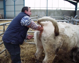 Covid-19 - Élevage : maintien des activités liées à la reproduction