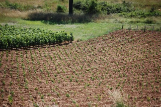 Viticulture : Convertissez vos droits de plantation avant le 31 décembre 2020 !