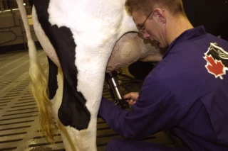 Lait : une production européenne stabilisée à 153 Mt