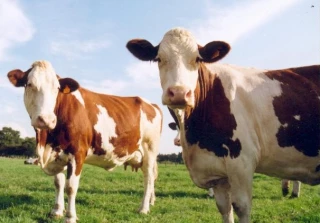 Lait : Bruxelles continue de s’inquiéter de la surproduction