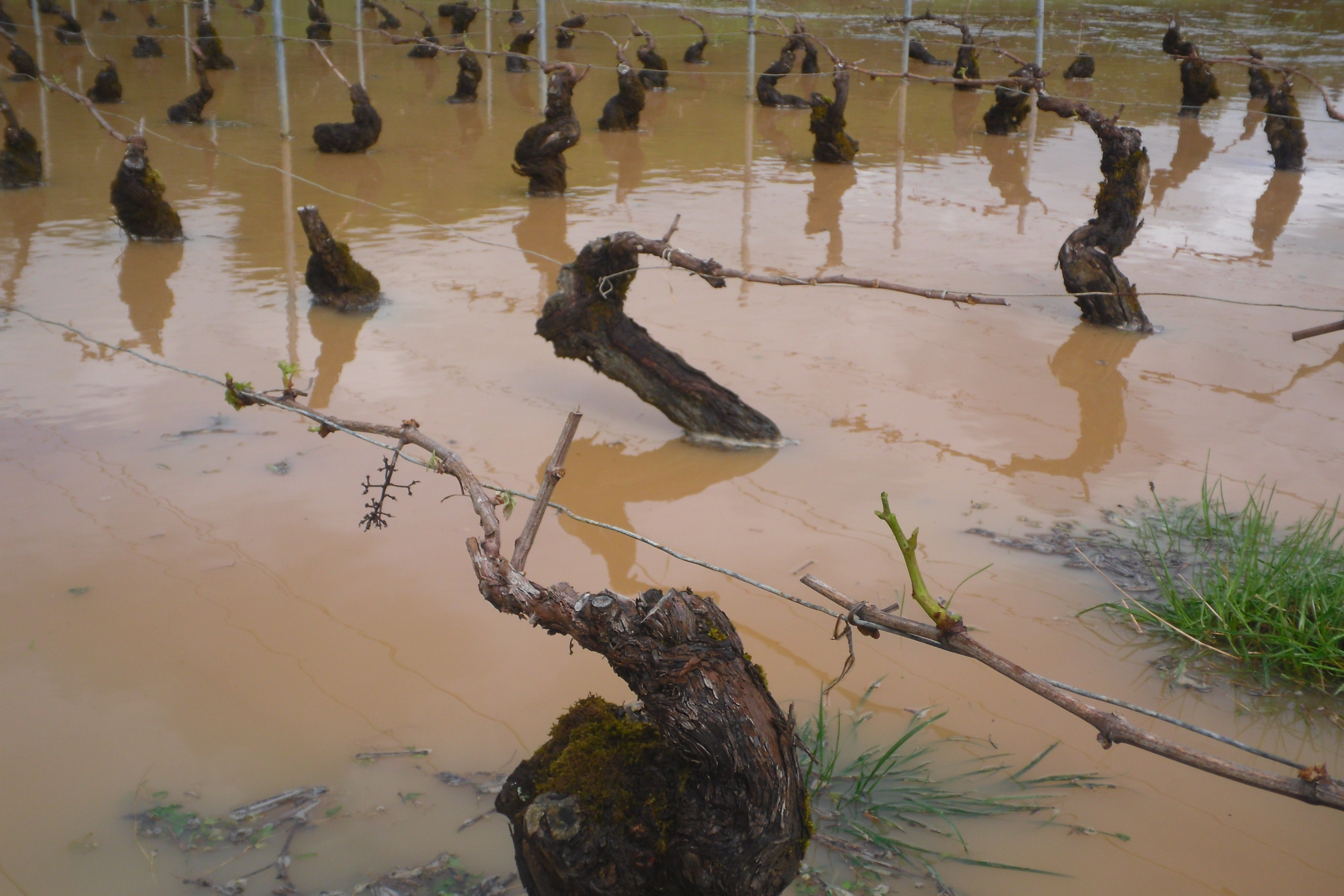  Viticulture : L’assurance récolte gagne du terrain 