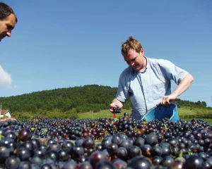 Pendant les vendanges, gare au travail des "bénévoles"…