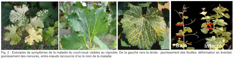 Un porte-greffe de vigne développé pour résister au virus du court-noué est sans impact sur les microorganismes de l’environnement