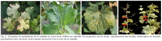 Un porte-greffe transgénique de vigne résistant au court-noué sans risque