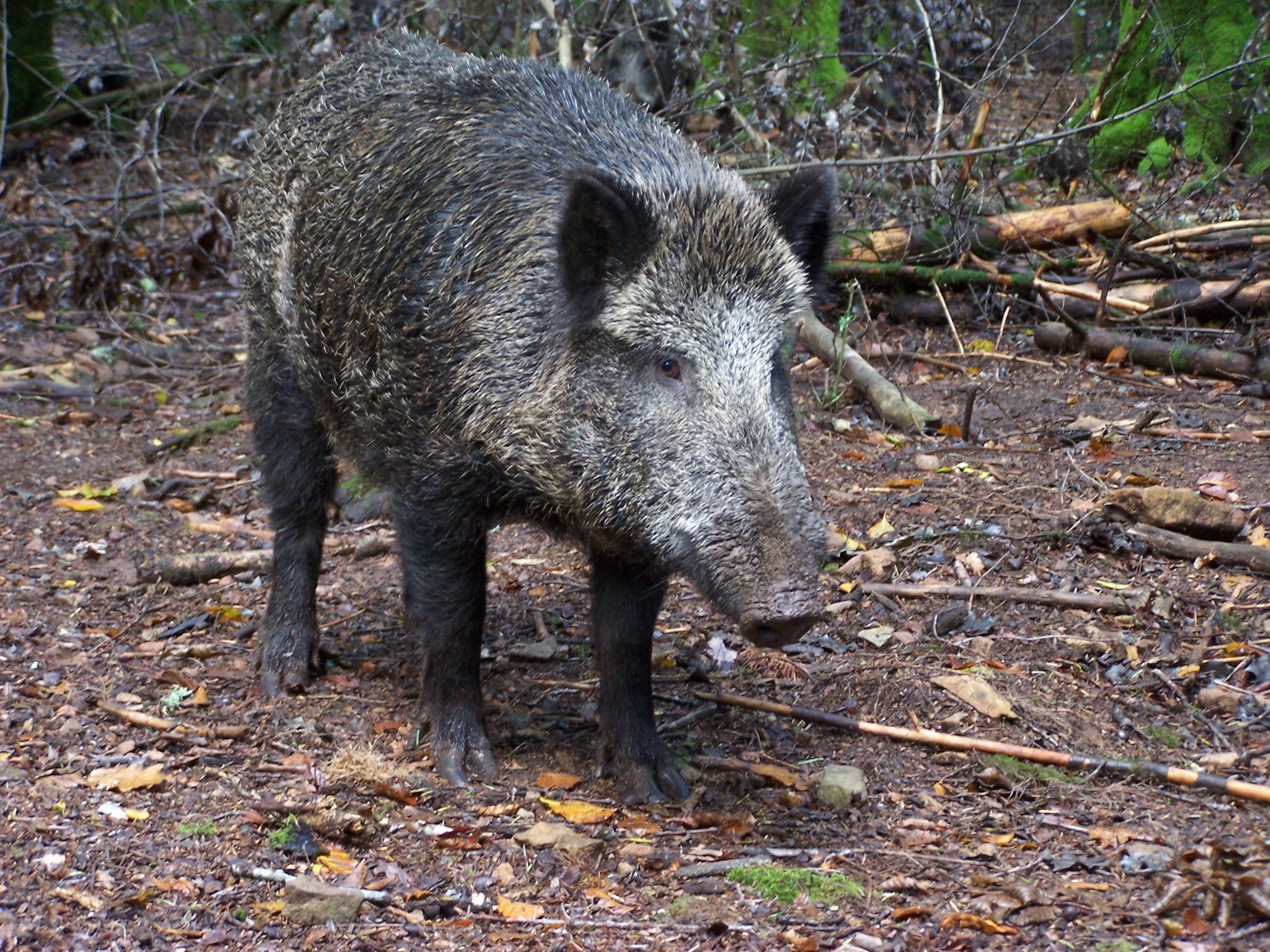 Peste porcine : la maladie continue de s’étendre en Asie et en Europe