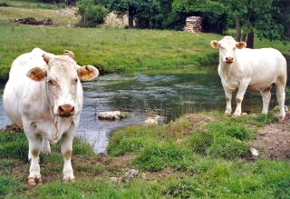 Analyse des marchés animaux et des tendances commerciales de la semaine 5-2019