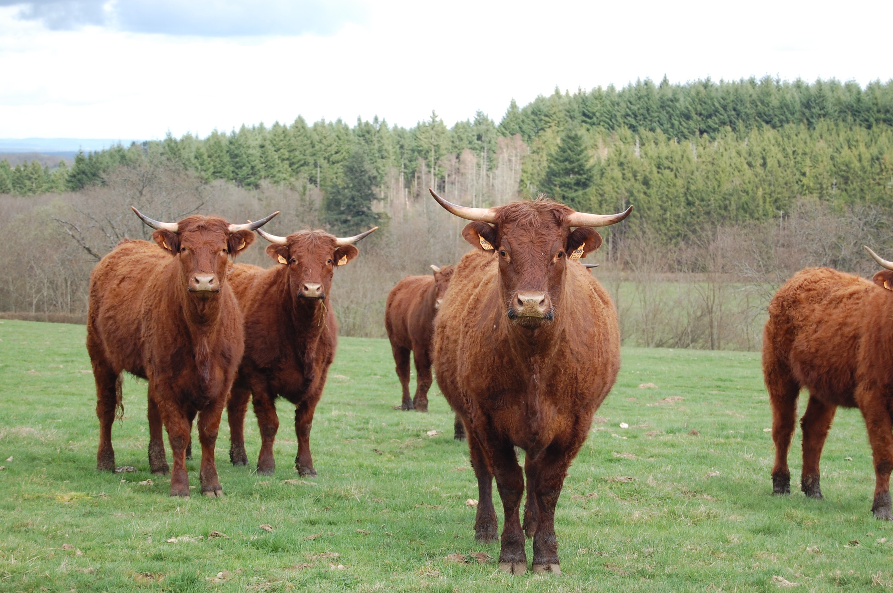 Regain d’intérêt pour les races bovines locales