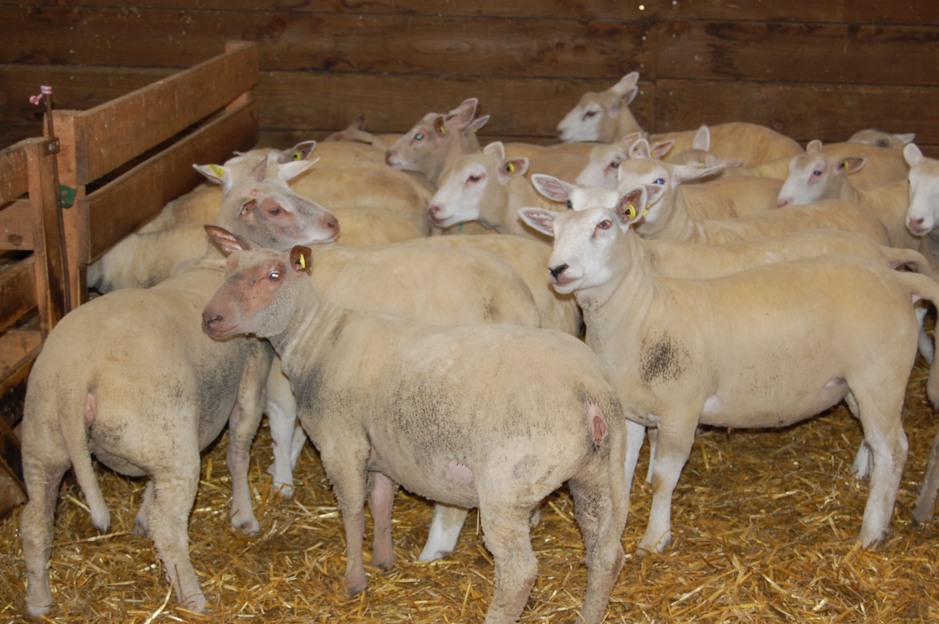 Filière viande ovine et chevreaux
