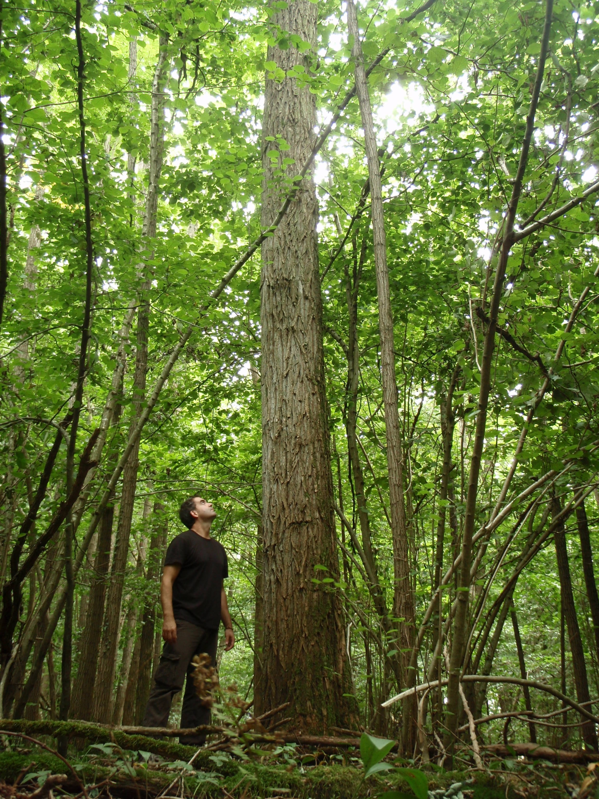 EXCLU WEB / Filière forêts et bois : une nécessaire adaptation