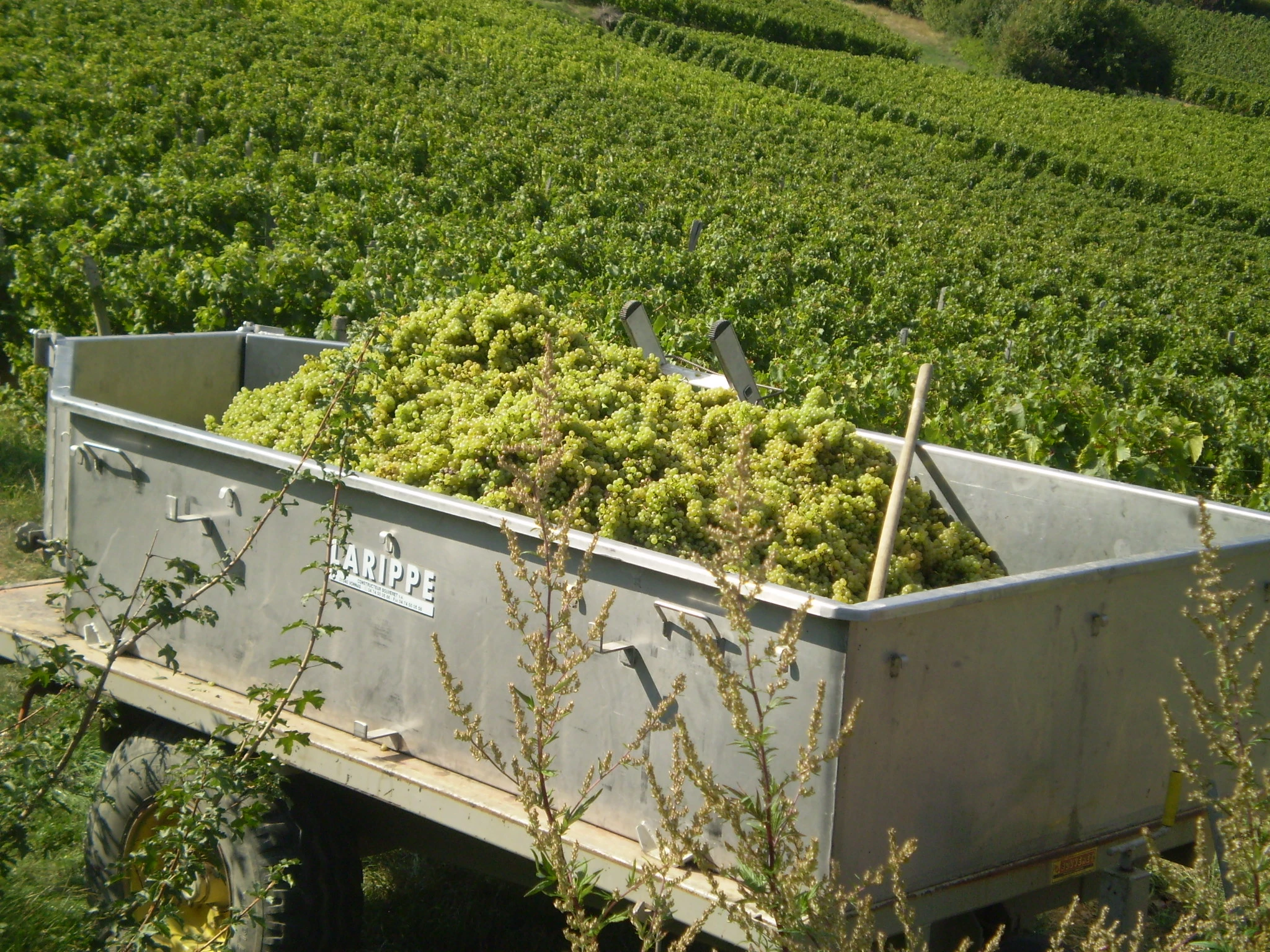 En pleine vendange, la sérénité reste de rigueur pour les vignerons