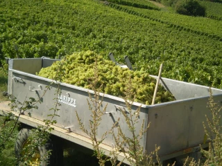 En pleine vendange, la sérénité reste de rigueur pour les vignerons