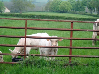 Une baisse des cours généralisée : la section bovine demande l’accompagnement de l’État pour retrouver du prix
