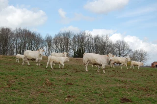 Les fermes usines, une réalité française ?