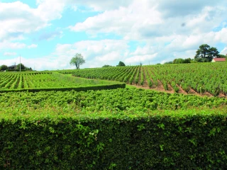 Viticulture : Phil Hogan insiste sur l’ambition environnementale de la prochaine Pac