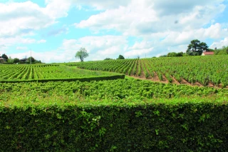 Mieux vaut prévenir les riverains des possibles vendanges nocturnes dans le sud Bourgogne