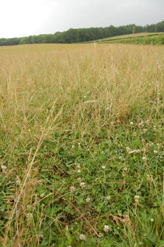  Vers un inéluctable retour au labour pour l'agriculture de conservation ?