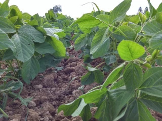 Relance agricole : Un ambitieux « Plan protéines » pour reconquérir la souveraineté alimentaire