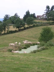 Le bail rural environnemental 