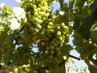 Le #ChardonnayDay de retour le 23 mai