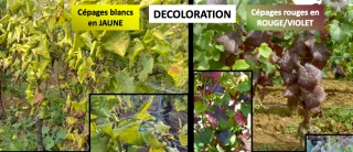 La lutte continue contre la flavescence dorée, les prospections ont repris