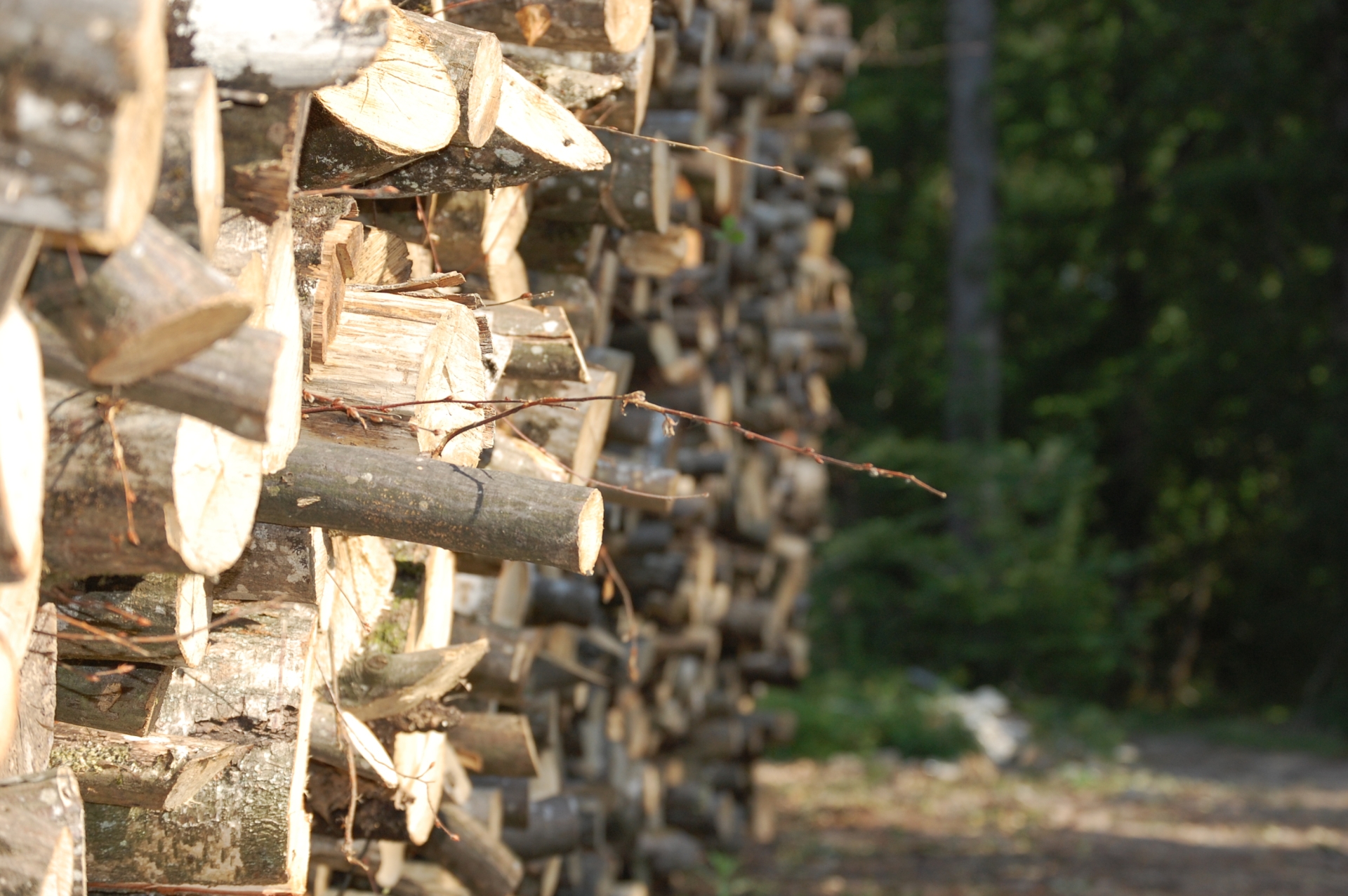 Le bois-énergie : donner une seconde vie aux résidus du bois pour réduire notre dépendance énergétique