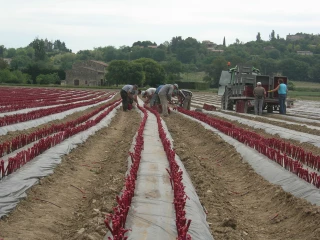 La biodiversité des vignes s'effondre-t-elle ?
