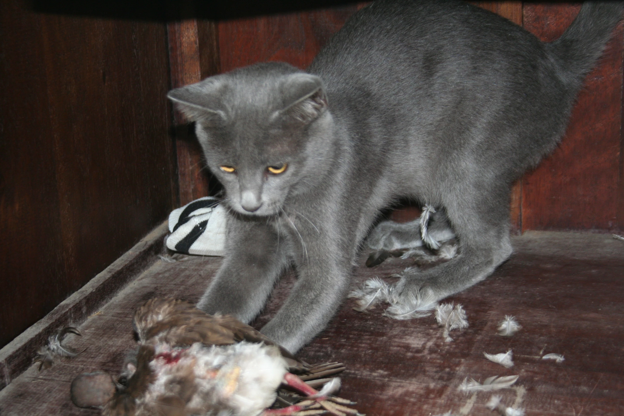 Haies/forêts : pour protéger les oiseaux, les ETA proposent plutôt d’attacher chiens et chats