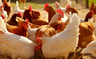 EXCLU WEB / Volailles : La pression des importations plus forte que jamais