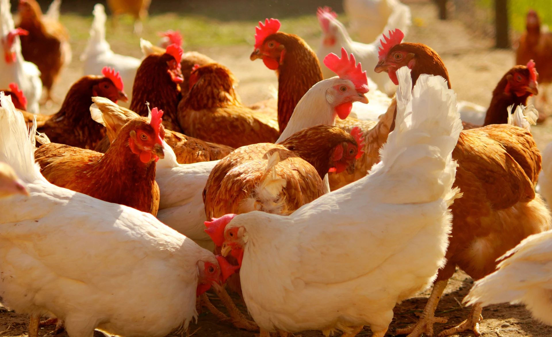 L’année 2018 à l’équilibre pour les filières alimentation du bétail 