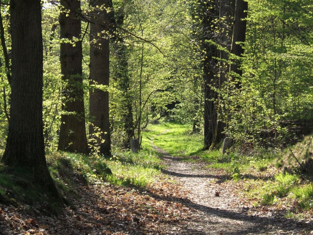 La forêt à l’heure du changement climatique