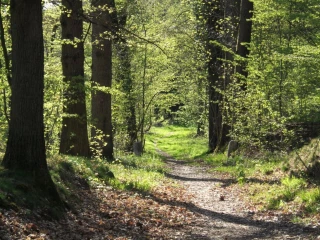 La forêt à l’heure du changement climatique