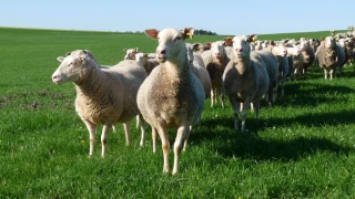 La section ovine s'est réunie à Blanzy ce vendredi 12 octobre