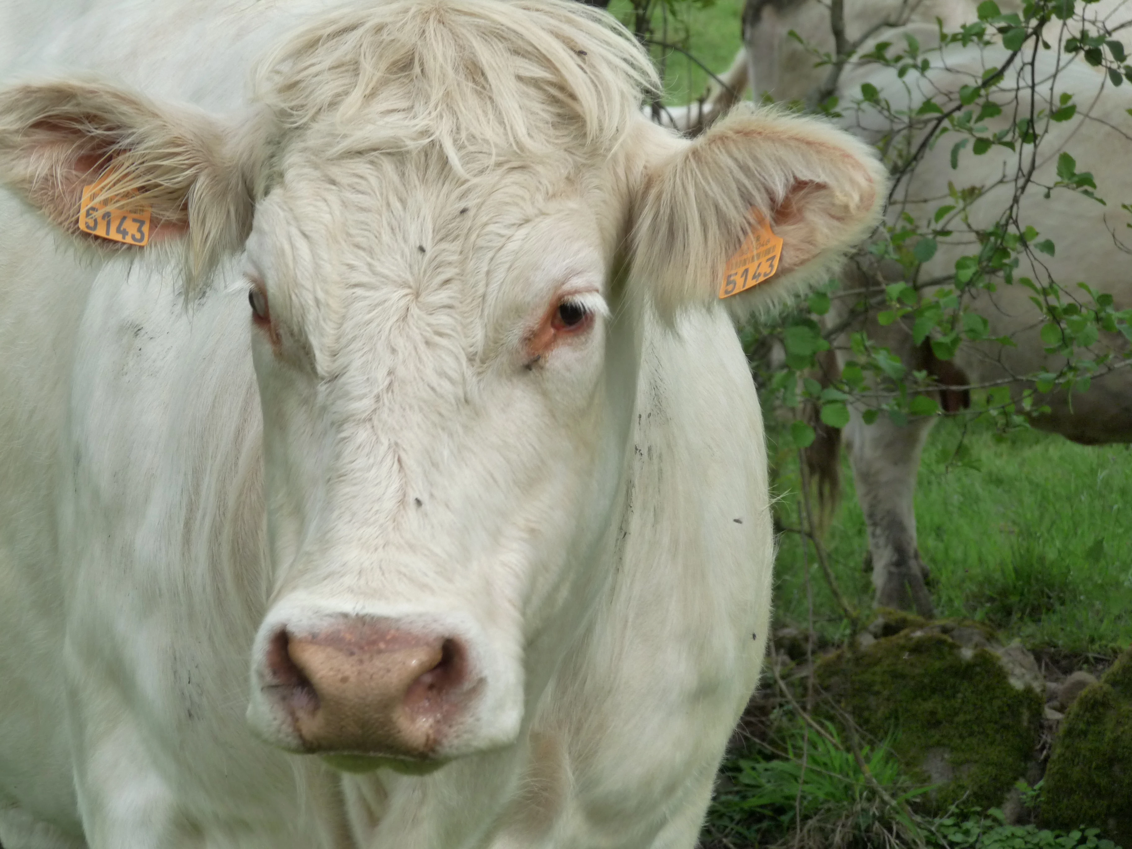 Pour Culture Viande, il faut agir face à la montée du véganisme et vite !
