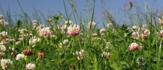 EXCLU WEB / CGA2023 : Prairies fleuries et agroforesterie récompensés